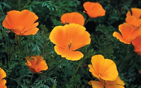 Иллюстрация к книге — Цветы. Лучше, чем у всех. Секреты, хитрости, подсказки умного садовода. Лунный календарь: самый удобный и полезный [autogen_ebook_id185.jpg]