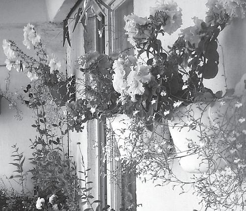 Иллюстрация к книге — Цветы. Лучше, чем у всех. Секреты, хитрости, подсказки умного садовода. Лунный календарь: самый удобный и полезный [autogen_ebook_id20.jpg]