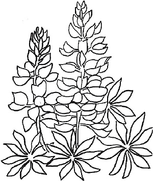 Иллюстрация к книге — Цветы. Лучше, чем у всех. Секреты, хитрости, подсказки умного садовода. Лунный календарь: самый удобный и полезный [autogen_ebook_id23.jpg]