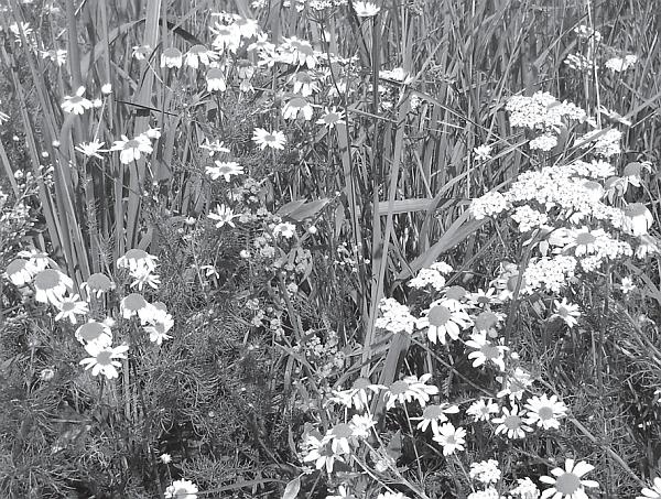 Иллюстрация к книге — Цветы. Лучше, чем у всех. Секреты, хитрости, подсказки умного садовода. Лунный календарь: самый удобный и полезный [autogen_ebook_id24.jpg]