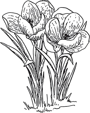 Иллюстрация к книге — Цветы. Лучше, чем у всех. Секреты, хитрости, подсказки умного садовода. Лунный календарь: самый удобный и полезный [autogen_ebook_id31.jpg]