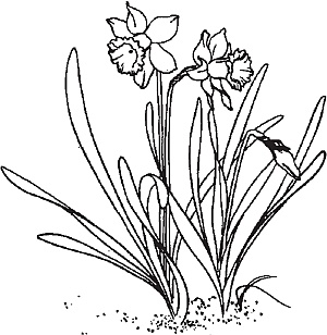 Иллюстрация к книге — Цветы. Лучше, чем у всех. Секреты, хитрости, подсказки умного садовода. Лунный календарь: самый удобный и полезный [autogen_ebook_id34.jpg]