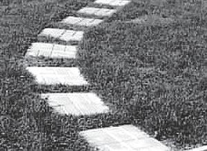 Иллюстрация к книге — Цветы. Лучше, чем у всех. Секреты, хитрости, подсказки умного садовода. Лунный календарь: самый удобный и полезный [autogen_ebook_id36.jpg]