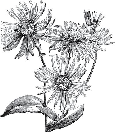 Иллюстрация к книге — Цветы. Лучше, чем у всех. Секреты, хитрости, подсказки умного садовода. Лунный календарь: самый удобный и полезный [autogen_ebook_id39.jpg]