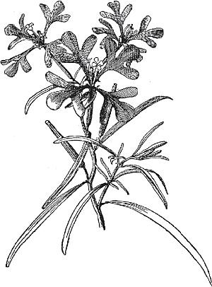 Иллюстрация к книге — Цветы. Лучше, чем у всех. Секреты, хитрости, подсказки умного садовода. Лунный календарь: самый удобный и полезный [autogen_ebook_id59.jpg]