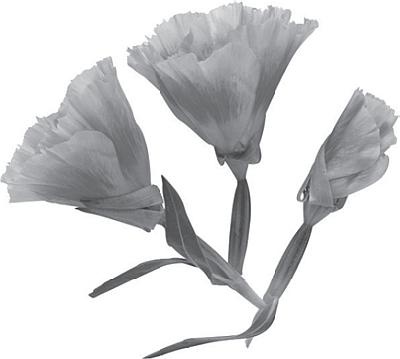 Иллюстрация к книге — Цветы. Лучше, чем у всех. Секреты, хитрости, подсказки умного садовода. Лунный календарь: самый удобный и полезный [autogen_ebook_id60.jpg]