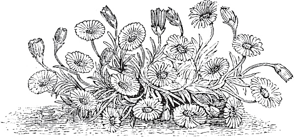 Иллюстрация к книге — Цветы. Лучше, чем у всех. Секреты, хитрости, подсказки умного садовода. Лунный календарь: самый удобный и полезный [autogen_ebook_id64.jpg]