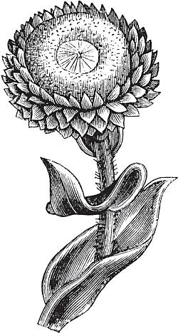 Иллюстрация к книге — Цветы. Лучше, чем у всех. Секреты, хитрости, подсказки умного садовода. Лунный календарь: самый удобный и полезный [autogen_ebook_id66.jpg]