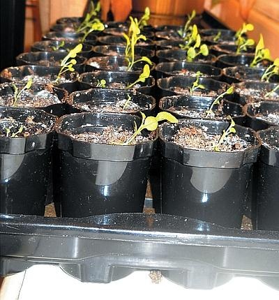 Иллюстрация к книге — Рассада. Лучше, чем у всех! Секреты, хитрости, подсказки умного садовода. Лунный календарь. Самый удобный и полезный [autogen_ebook_id100.jpg]