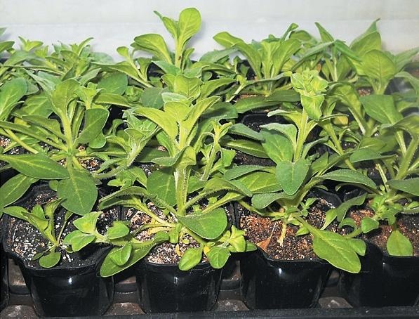 Иллюстрация к книге — Рассада. Лучше, чем у всех! Секреты, хитрости, подсказки умного садовода. Лунный календарь. Самый удобный и полезный [autogen_ebook_id101.jpg]