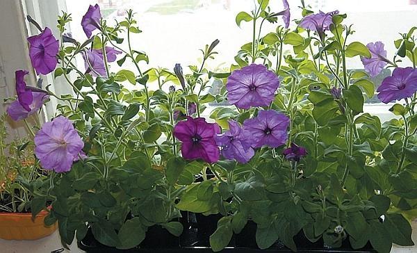 Иллюстрация к книге — Рассада. Лучше, чем у всех! Секреты, хитрости, подсказки умного садовода. Лунный календарь. Самый удобный и полезный [autogen_ebook_id102.jpg]