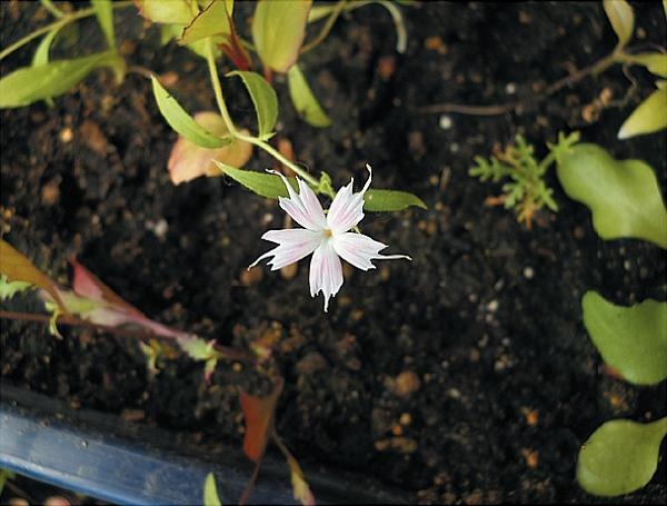 Иллюстрация к книге — Рассада. Лучше, чем у всех! Секреты, хитрости, подсказки умного садовода. Лунный календарь. Самый удобный и полезный [autogen_ebook_id106.jpg]