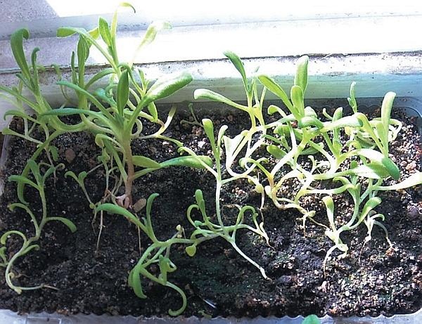 Иллюстрация к книге — Рассада. Лучше, чем у всех! Секреты, хитрости, подсказки умного садовода. Лунный календарь. Самый удобный и полезный [autogen_ebook_id107.jpg]