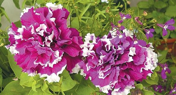 Иллюстрация к книге — Рассада. Лучше, чем у всех! Секреты, хитрости, подсказки умного садовода. Лунный календарь. Самый удобный и полезный [autogen_ebook_id118.jpg]