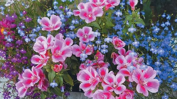 Иллюстрация к книге — Рассада. Лучше, чем у всех! Секреты, хитрости, подсказки умного садовода. Лунный календарь. Самый удобный и полезный [autogen_ebook_id120.jpg]