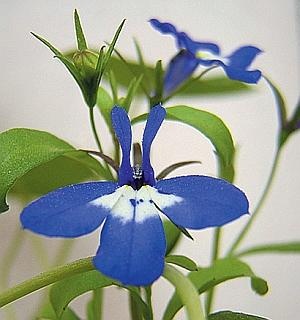 Иллюстрация к книге — Рассада. Лучше, чем у всех! Секреты, хитрости, подсказки умного садовода. Лунный календарь. Самый удобный и полезный [autogen_ebook_id121.jpg]