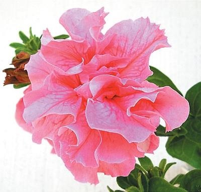 Иллюстрация к книге — Рассада. Лучше, чем у всех! Секреты, хитрости, подсказки умного садовода. Лунный календарь. Самый удобный и полезный [autogen_ebook_id124.jpg]