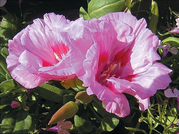 Иллюстрация к книге — Рассада. Лучше, чем у всех! Секреты, хитрости, подсказки умного садовода. Лунный календарь. Самый удобный и полезный [autogen_ebook_id125.jpg]