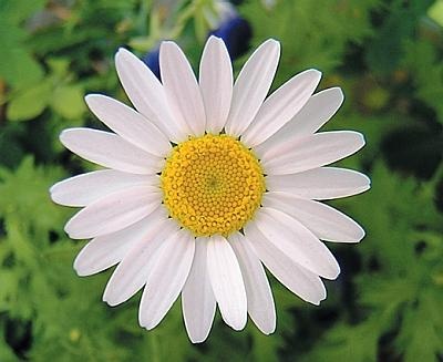 Иллюстрация к книге — Рассада. Лучше, чем у всех! Секреты, хитрости, подсказки умного садовода. Лунный календарь. Самый удобный и полезный [autogen_ebook_id126.jpg]