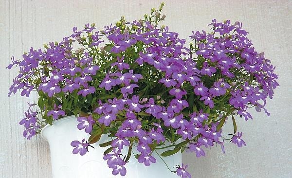 Иллюстрация к книге — Рассада. Лучше, чем у всех! Секреты, хитрости, подсказки умного садовода. Лунный календарь. Самый удобный и полезный [autogen_ebook_id127.jpg]