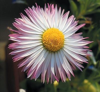 Иллюстрация к книге — Рассада. Лучше, чем у всех! Секреты, хитрости, подсказки умного садовода. Лунный календарь. Самый удобный и полезный [autogen_ebook_id132.jpg]