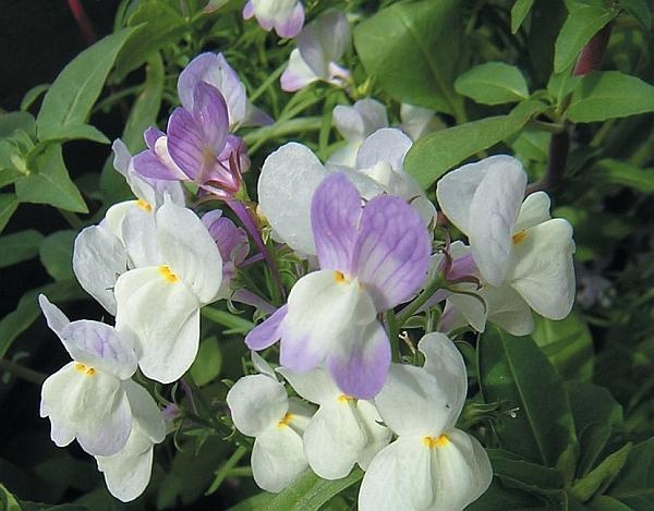 Иллюстрация к книге — Рассада. Лучше, чем у всех! Секреты, хитрости, подсказки умного садовода. Лунный календарь. Самый удобный и полезный [autogen_ebook_id134.jpg]