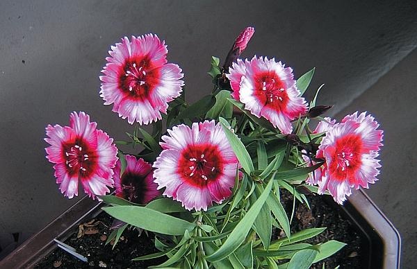 Иллюстрация к книге — Рассада. Лучше, чем у всех! Секреты, хитрости, подсказки умного садовода. Лунный календарь. Самый удобный и полезный [autogen_ebook_id142.jpg]