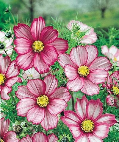 Иллюстрация к книге — Рассада. Лучше, чем у всех! Секреты, хитрости, подсказки умного садовода. Лунный календарь. Самый удобный и полезный [autogen_ebook_id153.jpg]