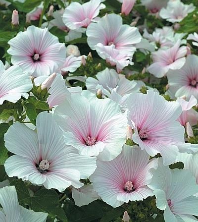 Иллюстрация к книге — Рассада. Лучше, чем у всех! Секреты, хитрости, подсказки умного садовода. Лунный календарь. Самый удобный и полезный [autogen_ebook_id157.jpg]