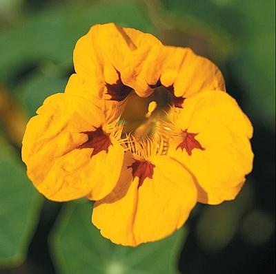 Иллюстрация к книге — Рассада. Лучше, чем у всех! Секреты, хитрости, подсказки умного садовода. Лунный календарь. Самый удобный и полезный [autogen_ebook_id160.jpg]