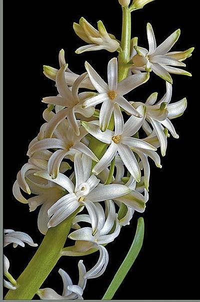 Иллюстрация к книге — Рассада. Лучше, чем у всех! Секреты, хитрости, подсказки умного садовода. Лунный календарь. Самый удобный и полезный [autogen_ebook_id162.jpg]