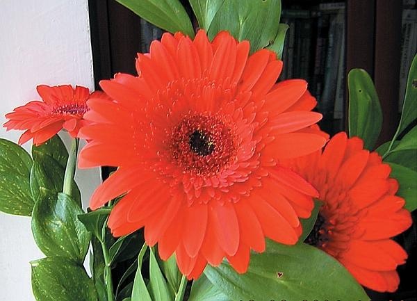 Иллюстрация к книге — Рассада. Лучше, чем у всех! Секреты, хитрости, подсказки умного садовода. Лунный календарь. Самый удобный и полезный [autogen_ebook_id165.jpg]