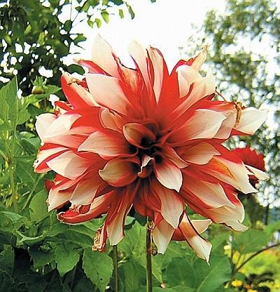 Иллюстрация к книге — Рассада. Лучше, чем у всех! Секреты, хитрости, подсказки умного садовода. Лунный календарь. Самый удобный и полезный [autogen_ebook_id166.jpg]