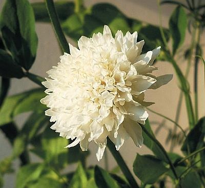 Иллюстрация к книге — Рассада. Лучше, чем у всех! Секреты, хитрости, подсказки умного садовода. Лунный календарь. Самый удобный и полезный [autogen_ebook_id168.jpg]