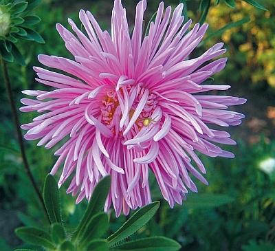 Иллюстрация к книге — Рассада. Лучше, чем у всех! Секреты, хитрости, подсказки умного садовода. Лунный календарь. Самый удобный и полезный [autogen_ebook_id174.jpg]