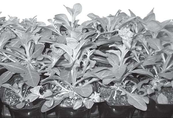 Иллюстрация к книге — Рассада. Лучше, чем у всех! Секреты, хитрости, подсказки умного садовода. Лунный календарь. Самый удобный и полезный [autogen_ebook_id26.jpg]