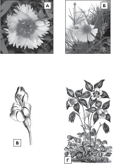 Иллюстрация к книге — Рассада. Лучше, чем у всех! Секреты, хитрости, подсказки умного садовода. Лунный календарь. Самый удобный и полезный [autogen_ebook_id29.jpg]