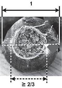 Иллюстрация к книге — Рассада. Лучше, чем у всех! Секреты, хитрости, подсказки умного садовода. Лунный календарь. Самый удобный и полезный [autogen_ebook_id48.jpg]