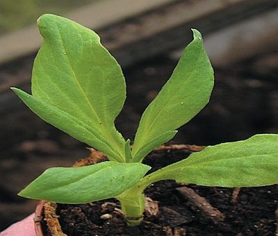 Иллюстрация к книге — Рассада. Лучше, чем у всех! Секреты, хитрости, подсказки умного садовода. Лунный календарь. Самый удобный и полезный [autogen_ebook_id94.jpg]