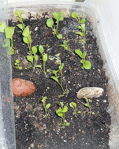 Иллюстрация к книге — Рассада. Лучше, чем у всех! Секреты, хитрости, подсказки умного садовода. Лунный календарь. Самый удобный и полезный [autogen_ebook_id98.jpg]