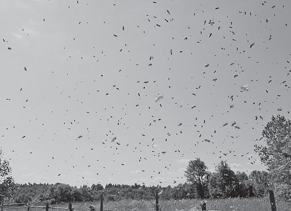 Иллюстрация к книге — Пчеловодство для начинающих [_02.jpg]