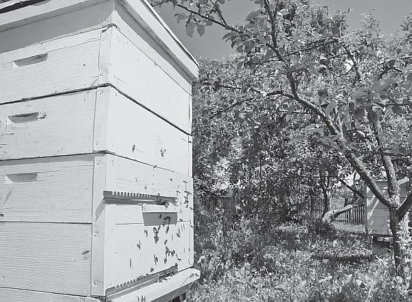 Иллюстрация к книге — Пчеловодство для начинающих [_04.jpg]