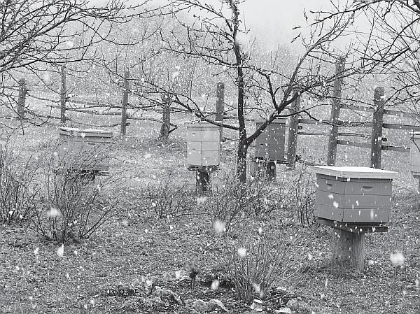 Иллюстрация к книге — Пчеловодство для начинающих [_104.jpg]