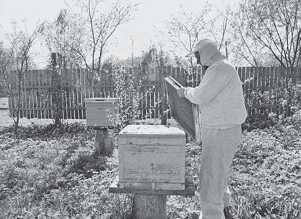 Иллюстрация к книге — Пчеловодство для начинающих [_106.jpg]