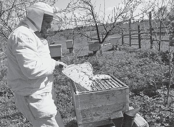 Иллюстрация к книге — Пчеловодство для начинающих [_108.jpg]