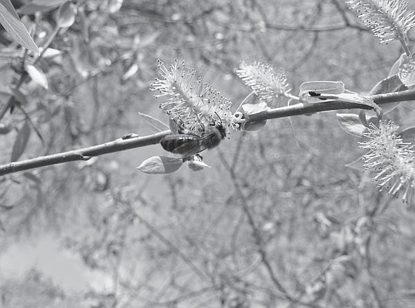 Иллюстрация к книге — Пчеловодство для начинающих [_111.jpg]