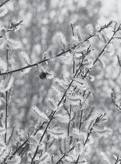 Иллюстрация к книге — Пчеловодство для начинающих [_112.jpg]