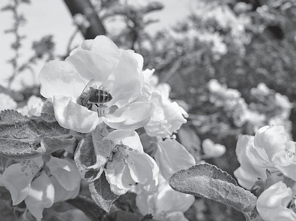 Иллюстрация к книге — Пчеловодство для начинающих [_114.jpg]