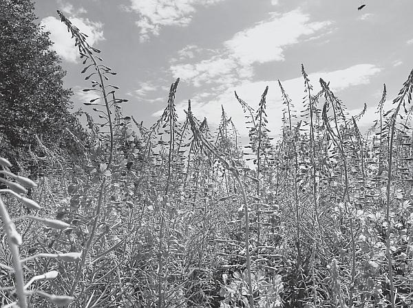 Иллюстрация к книге — Пчеловодство для начинающих [_115.jpg]