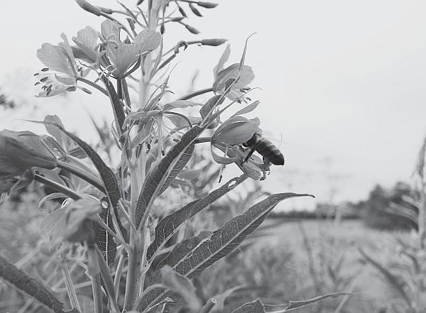 Иллюстрация к книге — Пчеловодство для начинающих [_116.jpg]